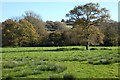 Pasture, Tregoney