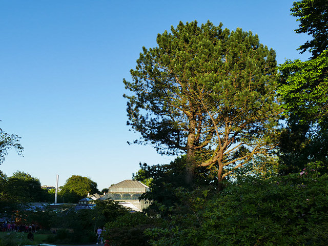 Pine tree in Glasgow Botanic Garden
