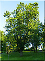 Black Oak in Glasgow Botanic Garden