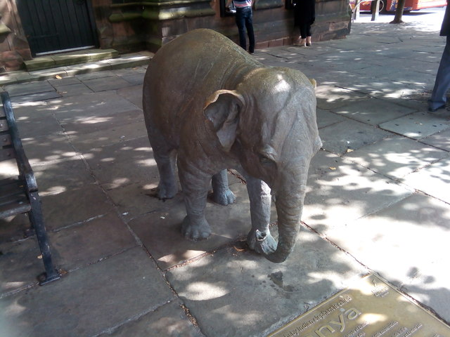Janya the baby elephant on Northgate Street, Chester