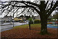 Fallen leaves, Dromore