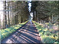 Minor road in woodland beside Fernie Slack