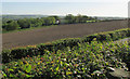 Arable field on Codden Hill