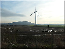 SJ4877 : Wind turbine, Lordship Marsh by Christine Johnstone