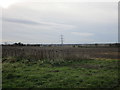 Sunflower seed heads by a ploughed field