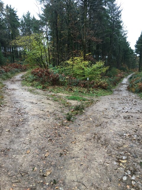 Path Junction, Cann Woods