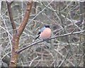 Bullfinch 