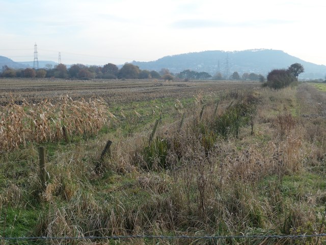 Field boundary, Lordship Marsh