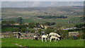 Sheep & lambs grazing above Gayle, Wensleydale