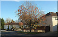 Cherry tree, Sherwell Valley Road, Torquay