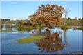 SO8540 : Oak tree reflected in floodwater by Philip Halling