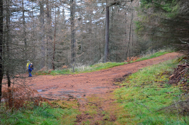 Track junction in Tayside woodland