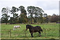 Horses and Scots pines...