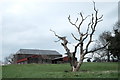ST3995 : Dead tree at Cefn Barn by John Winder