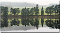 Trees and their reflections in Tunstall Reservoir