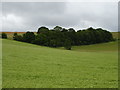 Woodland near Upavon