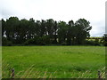 Grassland near the River Avon