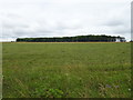 Grazing and woodland south of Netheravon