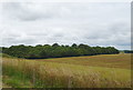 Farmland and woodland, Durrington