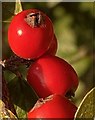 Red berries