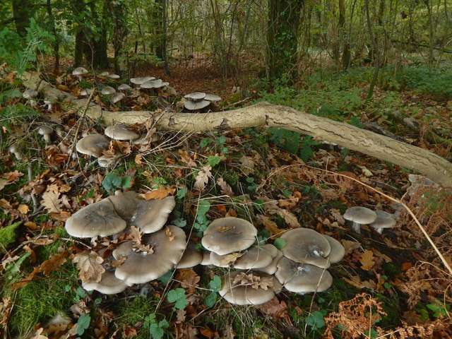 Clouded Funnel mushrooms