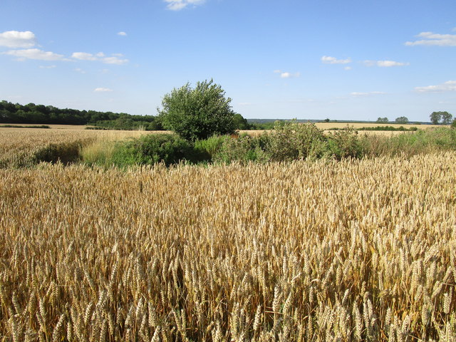 Old pit in a field of wheat © Jonathan Thacker cc-by-sa/2.0 :: Geograph ...