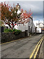 Wine Street poppies, Llantwit Major