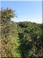 Yet another overgrown path in Cornwall