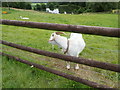 Goat and Alpaca at Shatterford Lakes