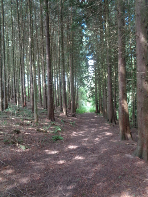 Path through woods near Burton Court