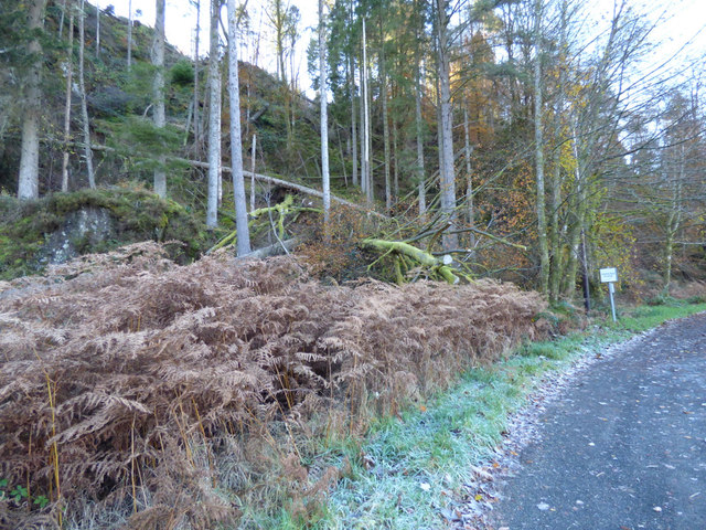 Fallen trees in Glen Finart