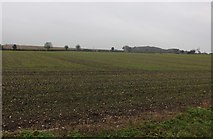 TL0509 : Field by Dodds Lane, Piccotts End by David Howard