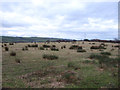 Rough grazing off Lowca Top Road