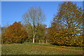 Autumnal trees beside the footpath, south of Wilton