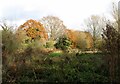 Autumnal trees on the northern edge of Marston Marsh