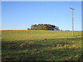 Small plantation near Blackmore Thick Farm