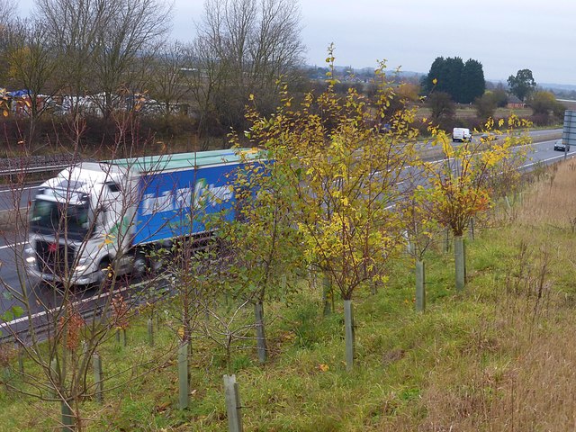 A splash of late Autumn colour beside the busy A453