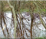 SX9066 : Pond amid trees, Nightingale Park by Derek Harper