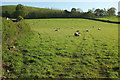 SS6230 : Sheep pasture near Swimbridge by Derek Harper