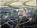 Barrug / Hoar frost