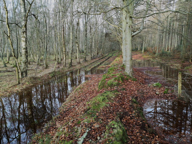 Wet paths in Bogallan Wood