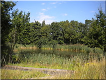 SO7583 : Pond in the woods, Severn Valley Country Park (2) by Richard Vince