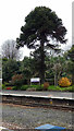 The monkey puzzle tree at Torquay station