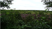 SE7004 : View N across Hatfield Moors near Ellerholme Farm, Wroot by Colin Park