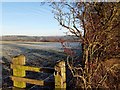 Frosty field above Rosebank