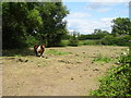 Grazing near Heathgate Farm