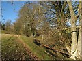 Tree-lined stream