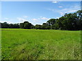 Grassland off Chelvey Lane