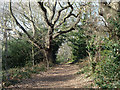 Path in Lesnes Abbey Woods