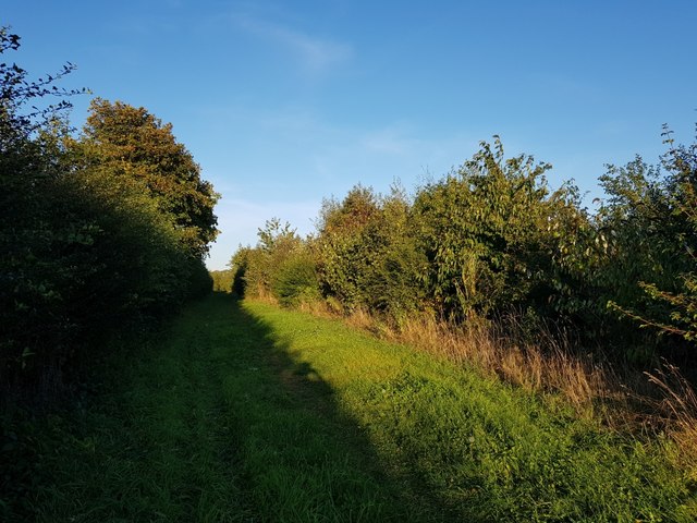 Between hedgerows